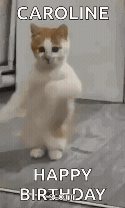 Cat Standing Says Happy Birthday Caroline GIF