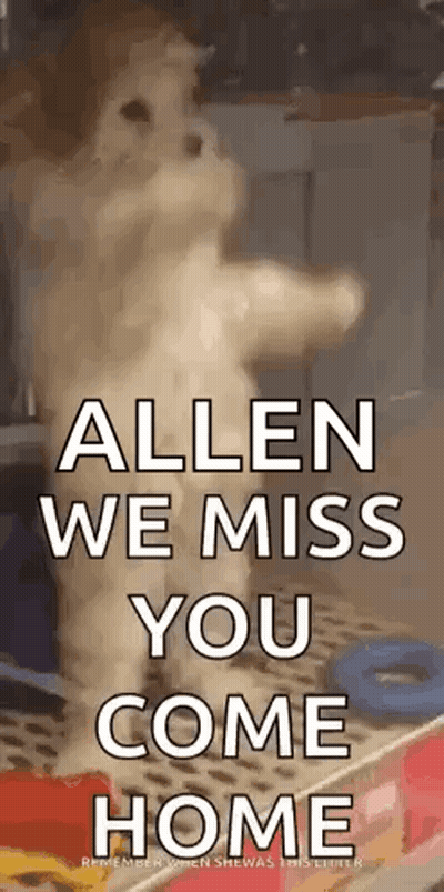 Cat Standing With Allen We Miss You GIF