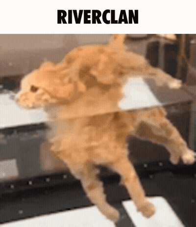 Cat Standing With Riverclan Above GIF