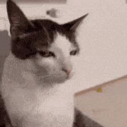 Cat Stare Catstare GIF