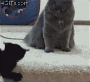 Cat Stare Challenge Finish Him GIF