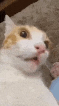Cat Stare GIF