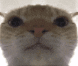 Cat Stare GIF