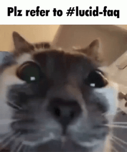 Cat Stare Please Refer To Lucid Faq GIF