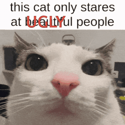 Cat Staring At Beautiful People GIF