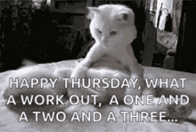 Cat Staring Its Wagging Tail Funny Thursday GIF