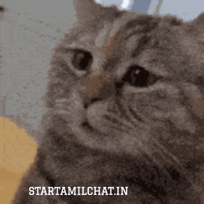 Cat Starttamilchat.in GIF