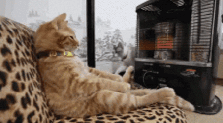 Cat Stay Warm Beside Heater GIF