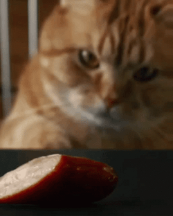 Cat Stealing Sausages GIF