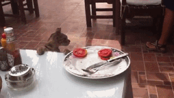Cat Stealing Tomato Slice GIF