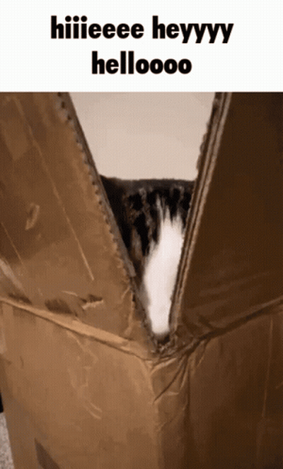 Cat Sticking Head Out Of Cardboard Box GIF