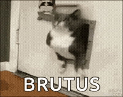 Cat Sticking Head Out Of Cat Door Saying Brutus GIF