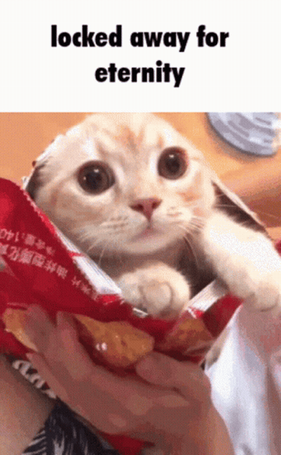 Cat Sticking Head Out Of Chip Bag GIF