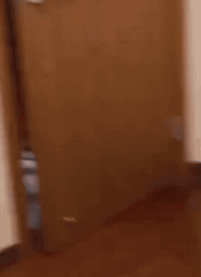 Cat Sticking Head Out Of Wooden Door GIF