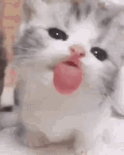 Cat Sticking Out Tongue GIF