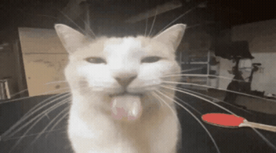 Cat Sticking Tongue In Front Of Red Paddle GIF