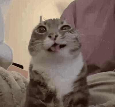 Cat Sticking Tongue Looking Up GIF