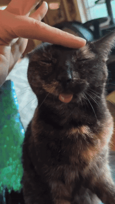 Cat Sticking Tongue Out Being Petted GIF