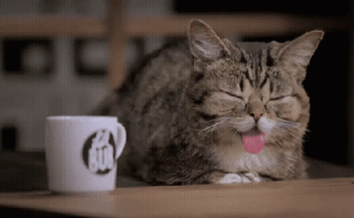 Cat Sticking Tongue Out Next To Mug Saying GDC GIF