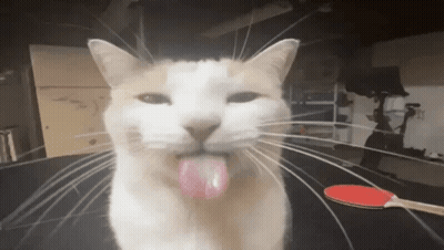 Cat Sticking Tongue Out Table Tennis Paddle GIF