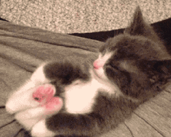 Cat Stretching Feet