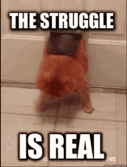 Cat Struggle Coming In GIF