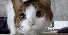 Cat Stuck Between Yes Ni GIF