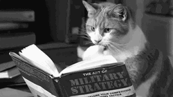 Cat Studying For War GIF