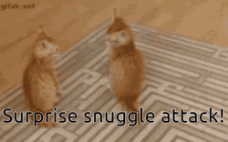 Cat Surprise Snuggles Attack GIF