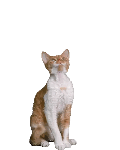 Cat Surrounded By Falling Confetti Sticker
