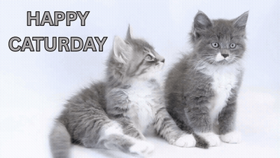 Cat Surrounded By Pink Flowers And Butterflies Happy Saturday Sign GIF