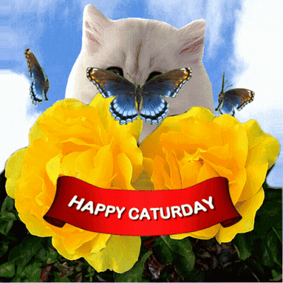 Cat Surrounded By Yellow Flowers Happy Saturday Banner GIF