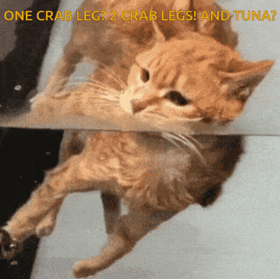 Cat Swimming One Crab Leg 2 Crab Legs Tuna GIF