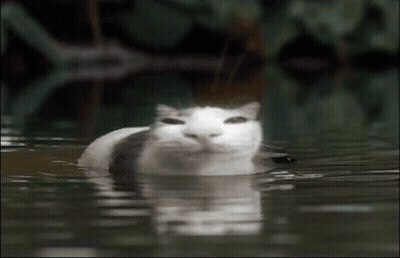 Cat Swimming Totally Understood What You Said GIF