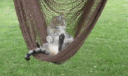Cat Swing Relaxing GIF