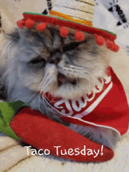 Cat Taco Cute Tuesday GIF