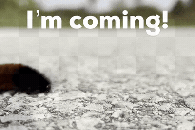 Cat Tail With I M Coming GIF