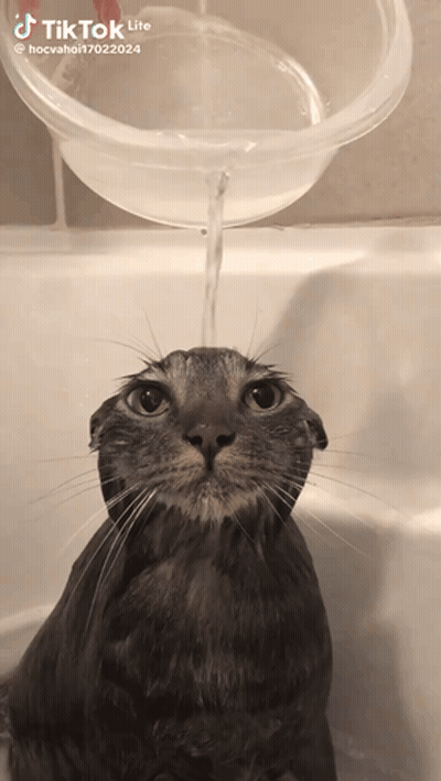 Cat Taking Bath In Tub GIF