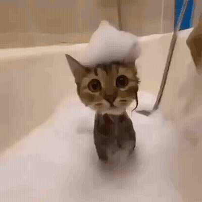 Cat Taking Bath With Foam GIF