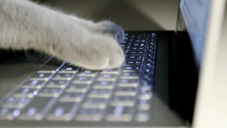 Cat Taking Over The Microsoft GIF