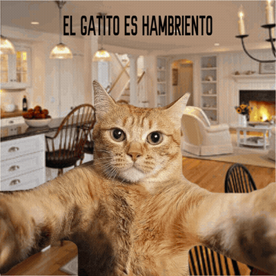 Cat Taking Selfie El Gatito Es Hambriento GIF