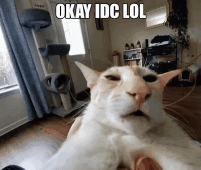 Cat Taking Selfie Saying Okay Idc Lol GIF
