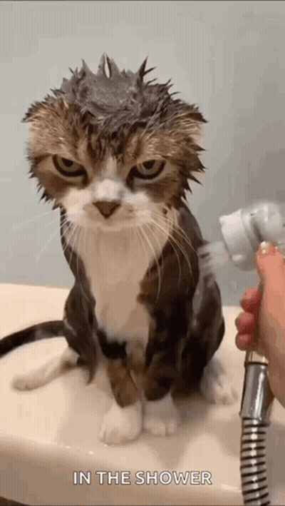 Cat Taking Shower With Shower Head GIF