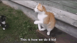 Cat Teaches Begging GIF
