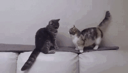 Cat Teaches Cat Patience GIF