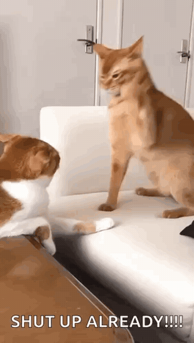 Cat Telling Other Cat To Shut Up GIF