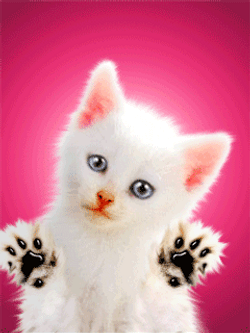 Cat Tempting To Eat GIF