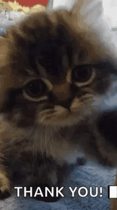 Cat Thank You GIF