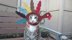 Cat Thanksgiving Costume Turkey Meme GIF