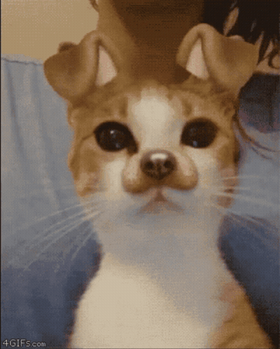 Cat That Looks Like Dog Being Held GIF